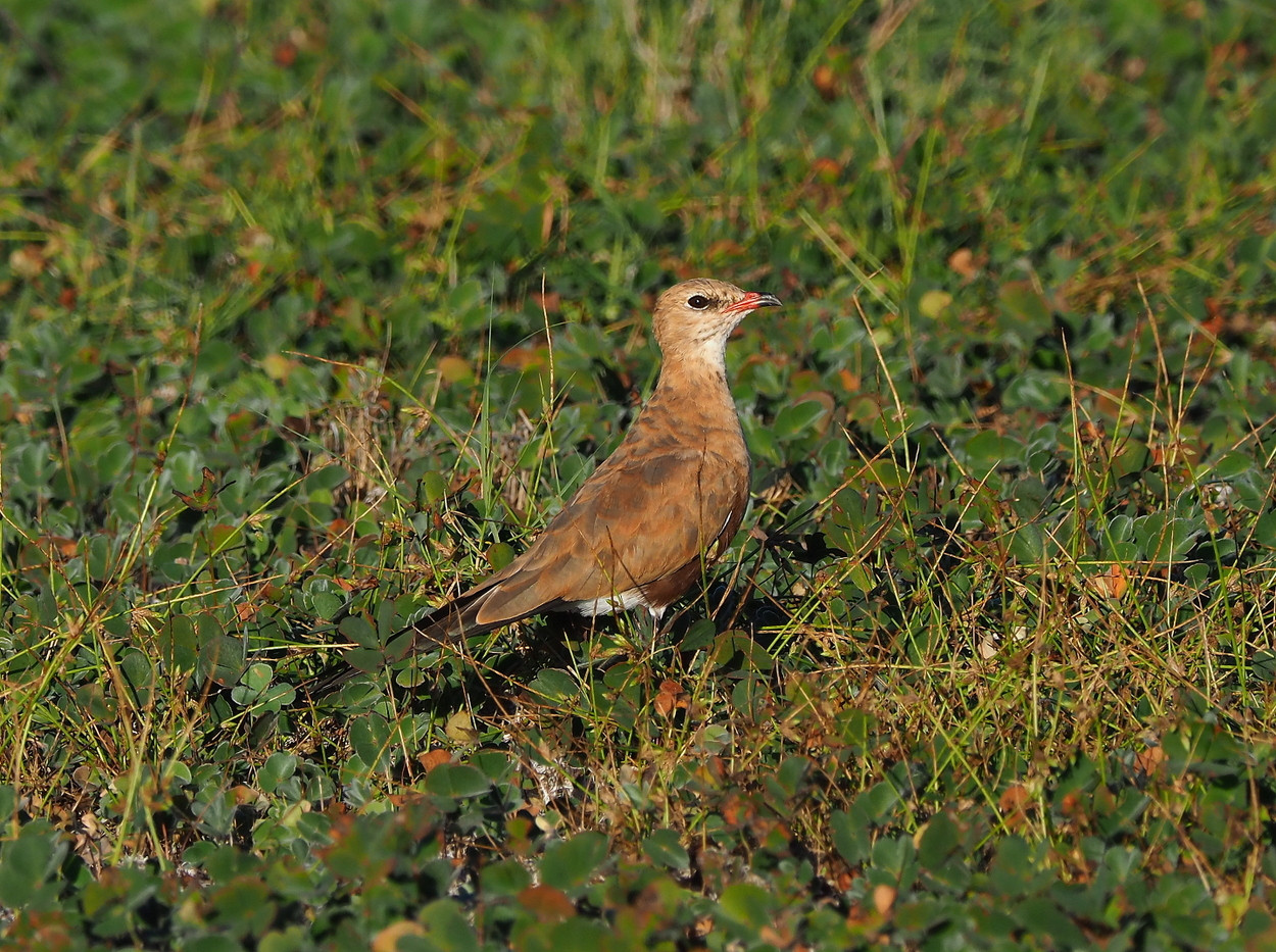 image Australian Pratincole